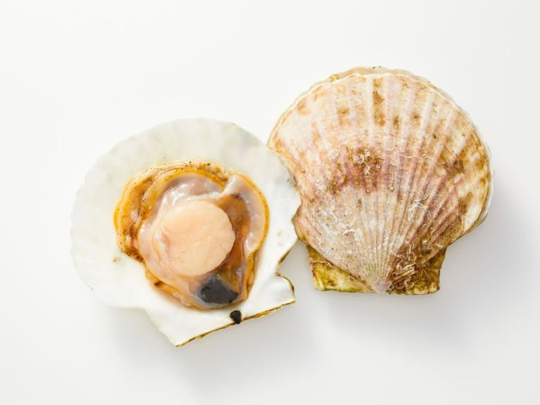 All Of Your Scallop Questions Answered